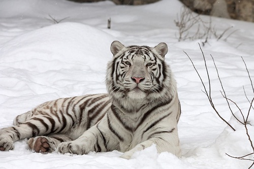 Tranh dán tường Hàn Quốc hổ