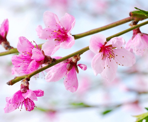 Tranh dán tường hoa anh đào