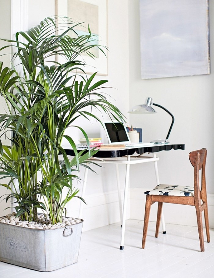 Cây cảnh trang trí trong nhà đẹp