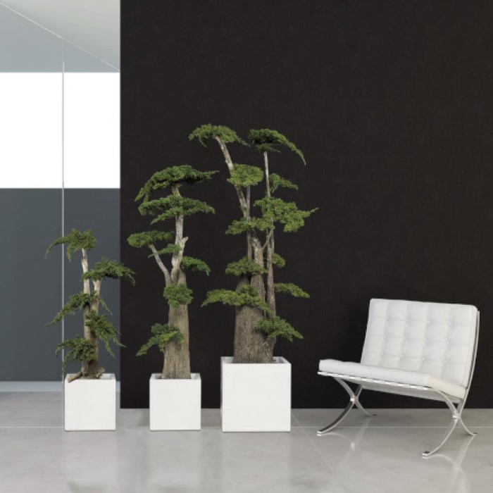 Cây cảnh trang trí trong nhà đẹp