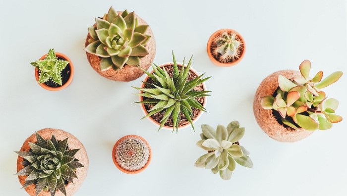 Cây cảnh trang trí trong nhà đẹp