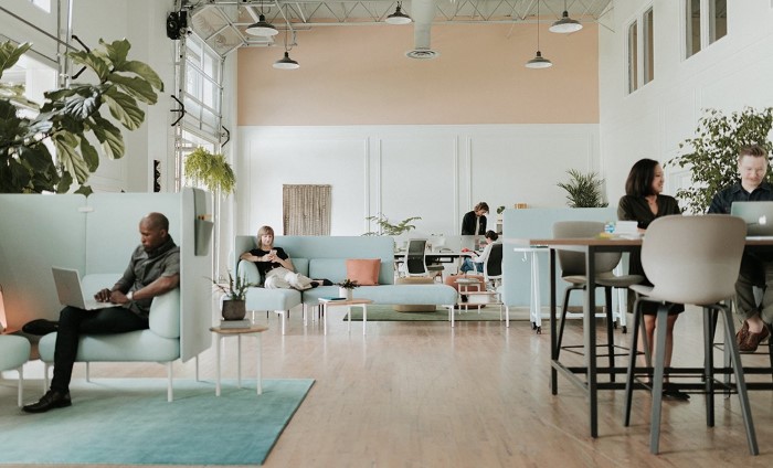 Cây cảnh trang trí trong nhà đẹp