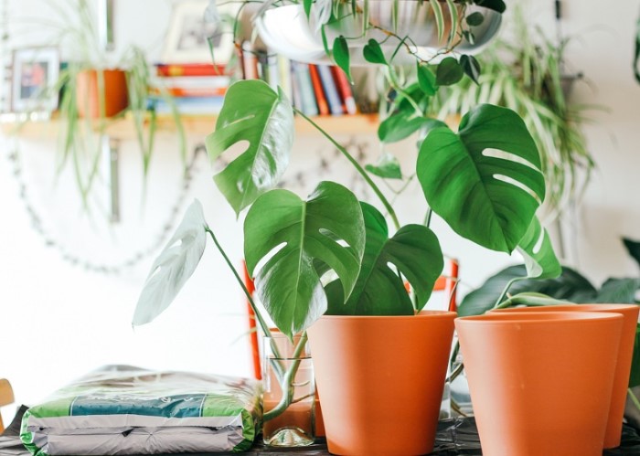 Cây cảnh trang trí trong nhà đẹp