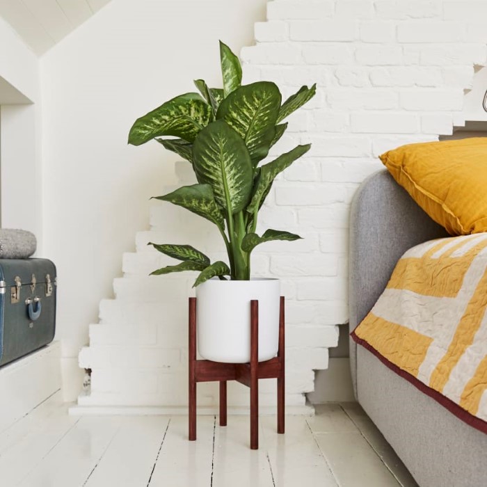 Cây cảnh trang trí trong nhà