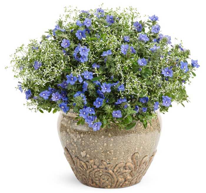 Cây cảnh trang trí trong nhà đẹp