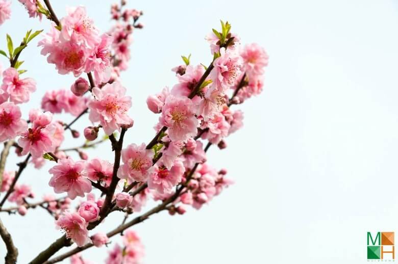 Tranh dán tường Hàn Quốc đẹp