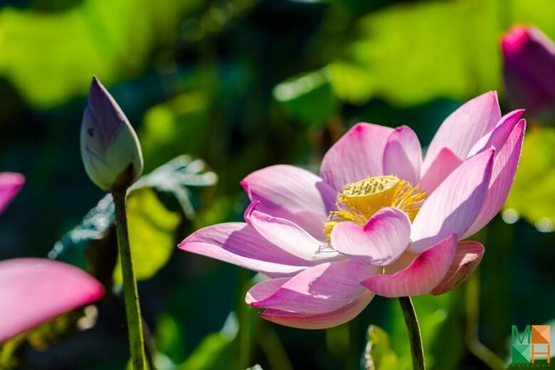 Tranh dán tường Hàn Quốc đẹp